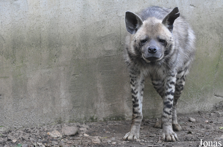 Hyaena hyaena