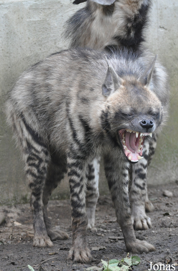Hyaena hyaena