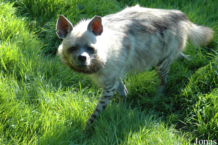 Hyaena hyaena