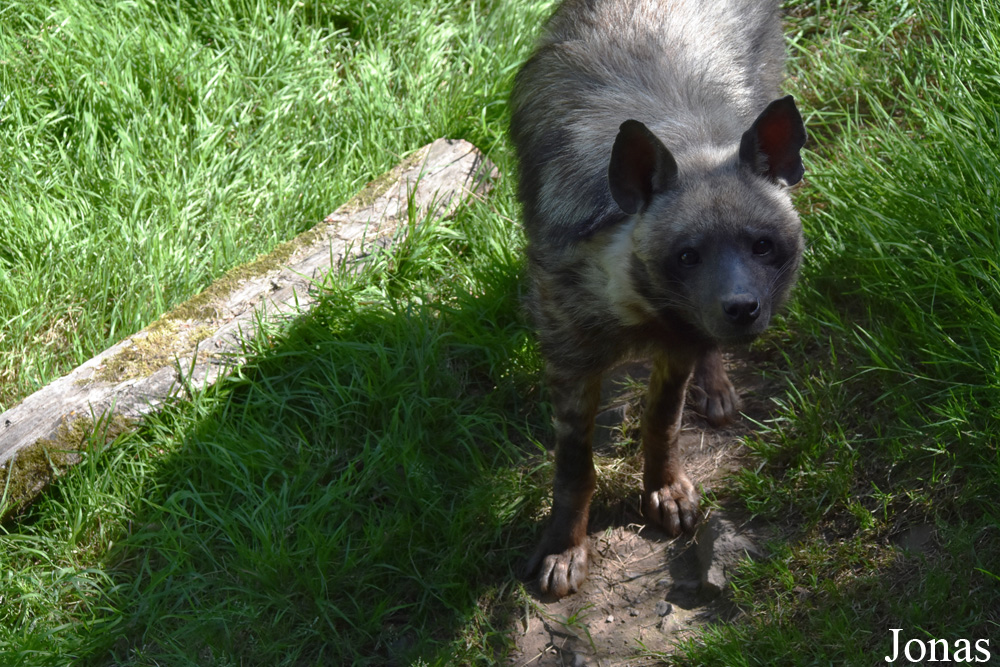 Hyaena hyaena