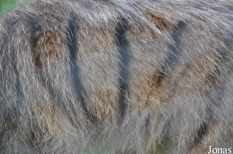 Proteles cristata