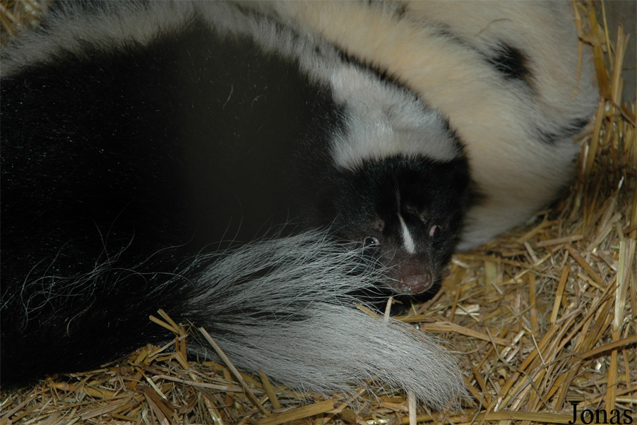 Mephitis mephitis