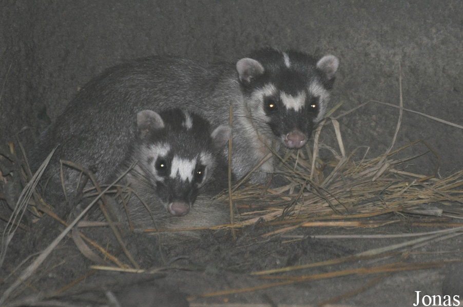 Melogale moschata