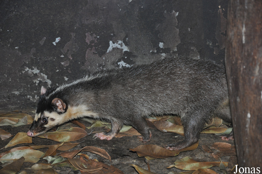 Melogale personata