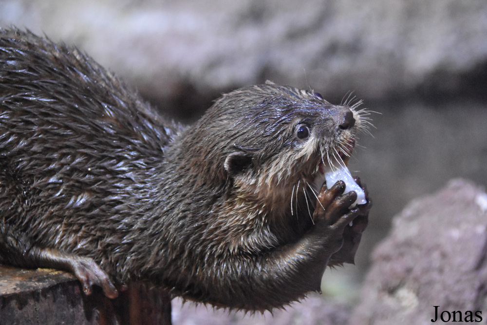 Aonyx cinerea