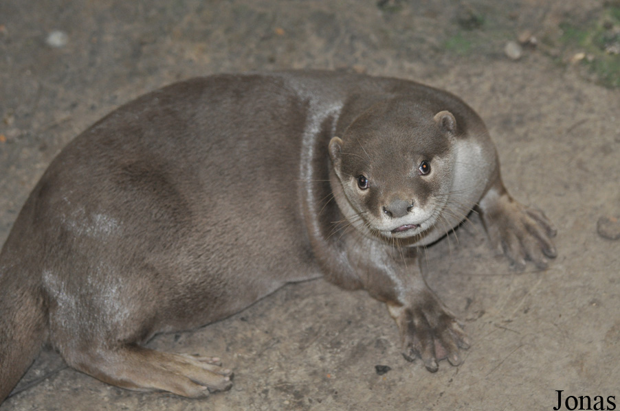 Lutrogale perspicillata