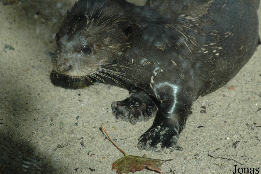 Pteronura brasiliensis