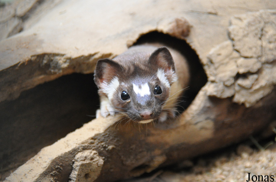 Mustela frenata