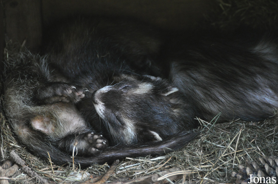 Mustela putorius