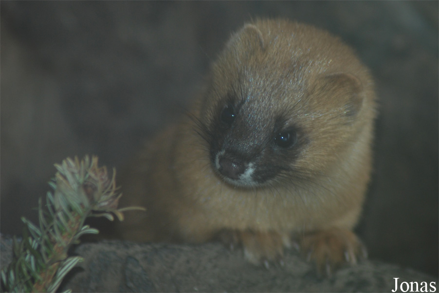 Mustela sibirica