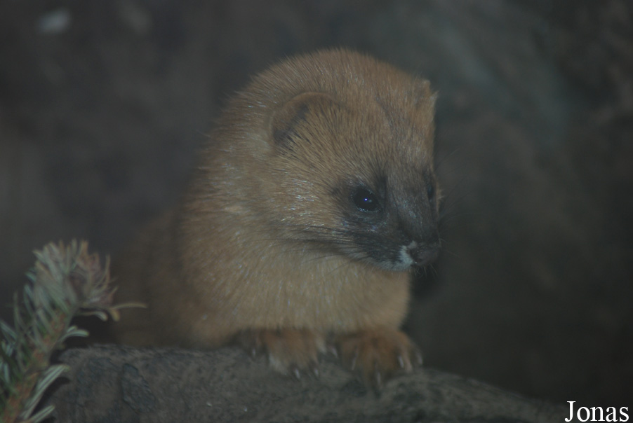 Mustela sibirica