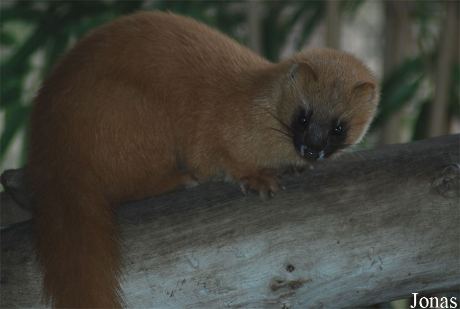 Mustela sibirica