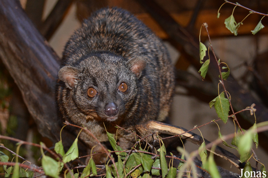 Nandinia binotata