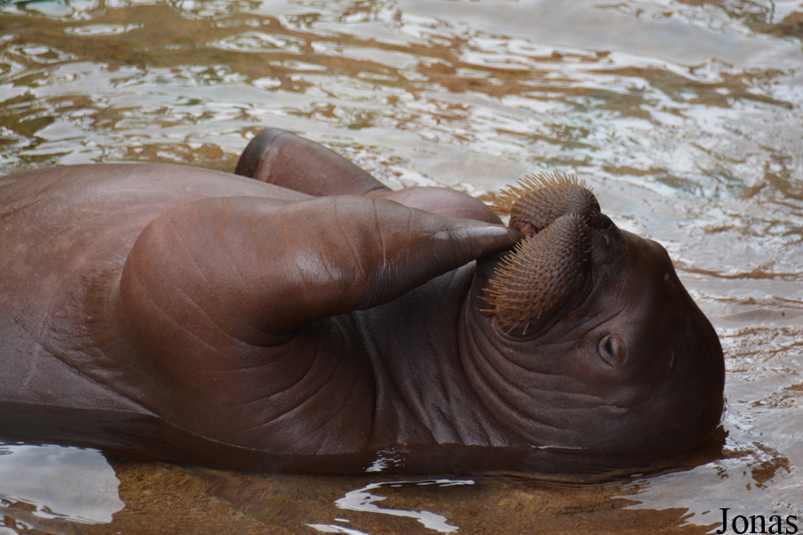 Odobenus rosmarus divergens