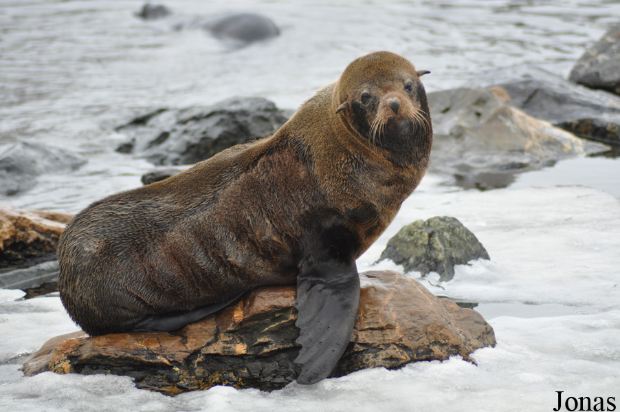 Arctocephalus australis