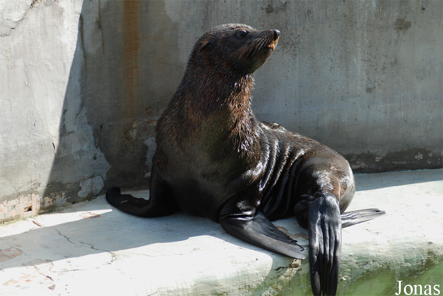 Arctocephalus australis