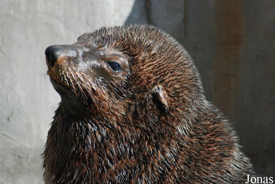 Arctocephalus australis