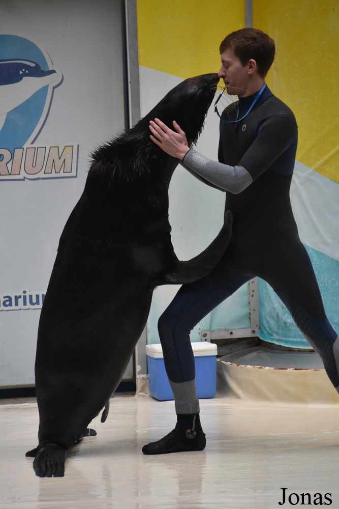 Callorhinus ursinus