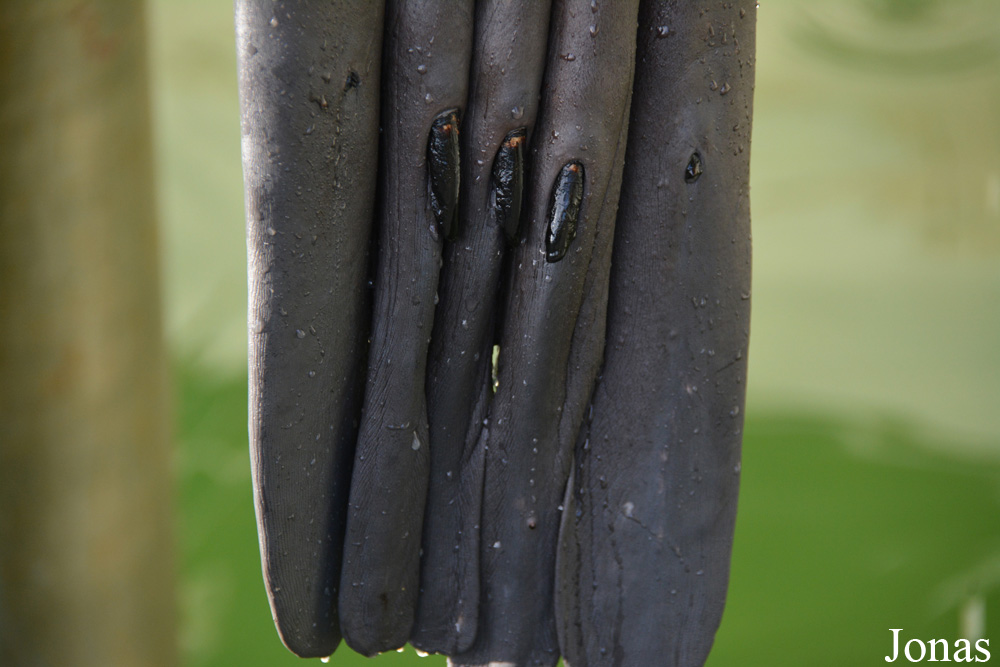 Eumetopias jubatus