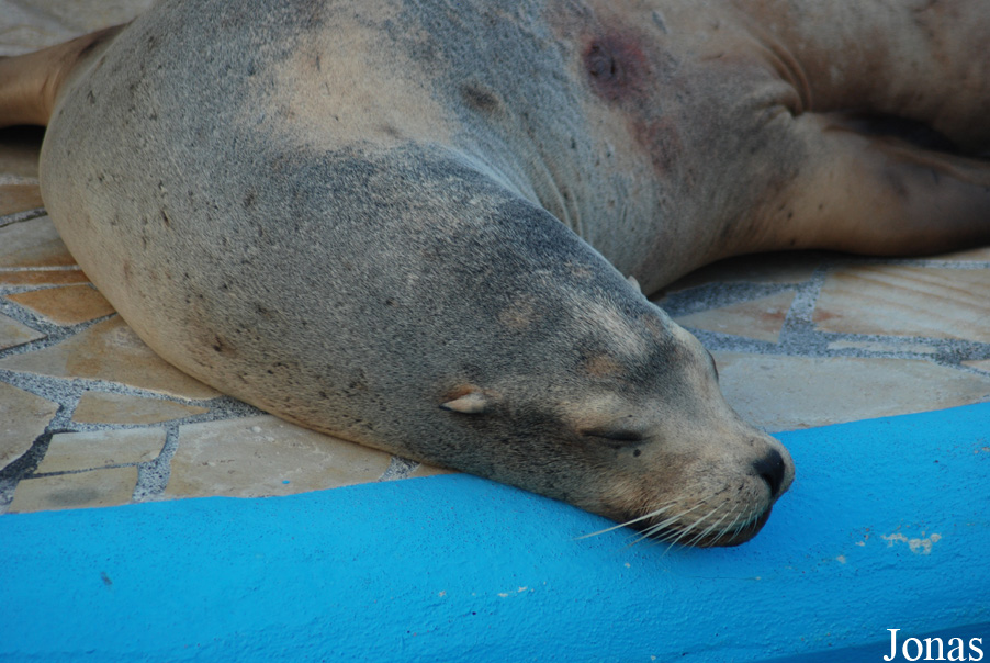 Zalophus californianus