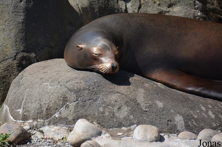 Zalophus californianus