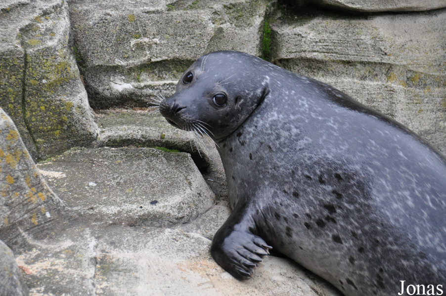 Phoca vitulina vitulina