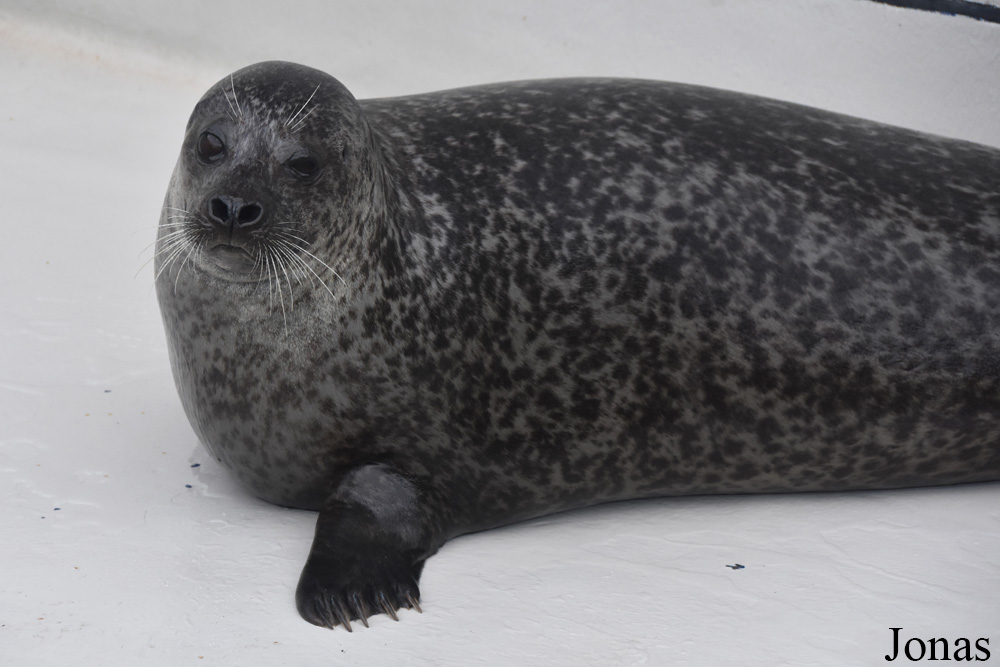 Phoca vitulina vitulina