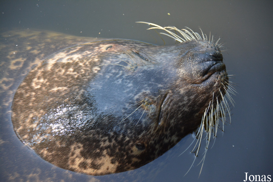 Phoca vitulina vitulina