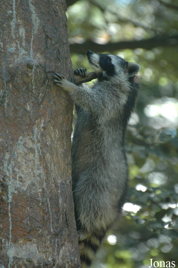 Procyon lotor