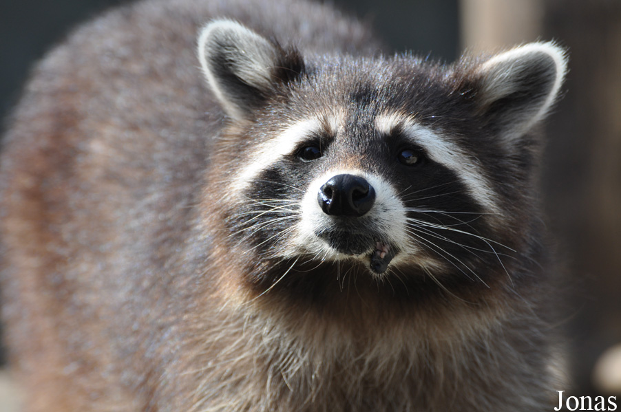 Procyon lotor