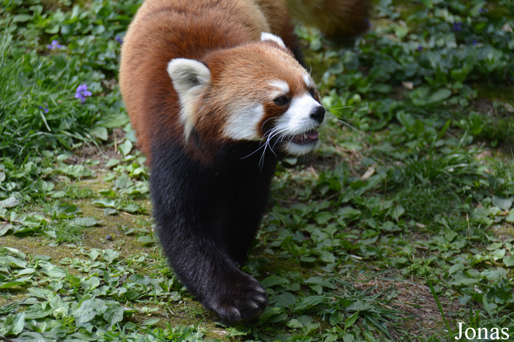 Ailurus fulgens styani