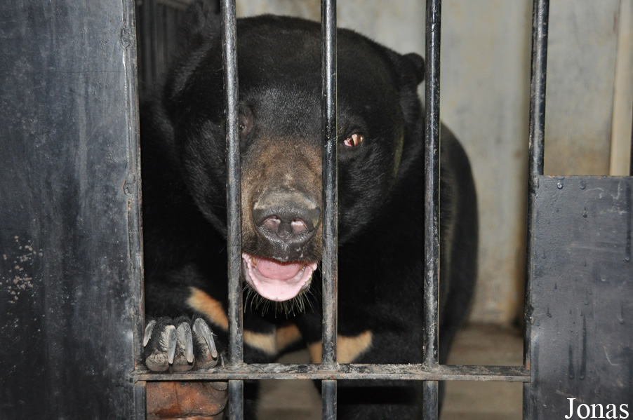 Helarctos malayanus x Ursus thibetanus