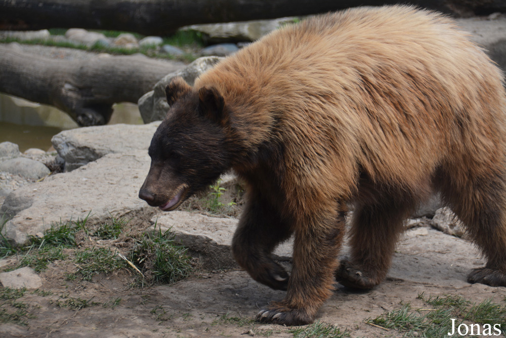 Ursus americanus