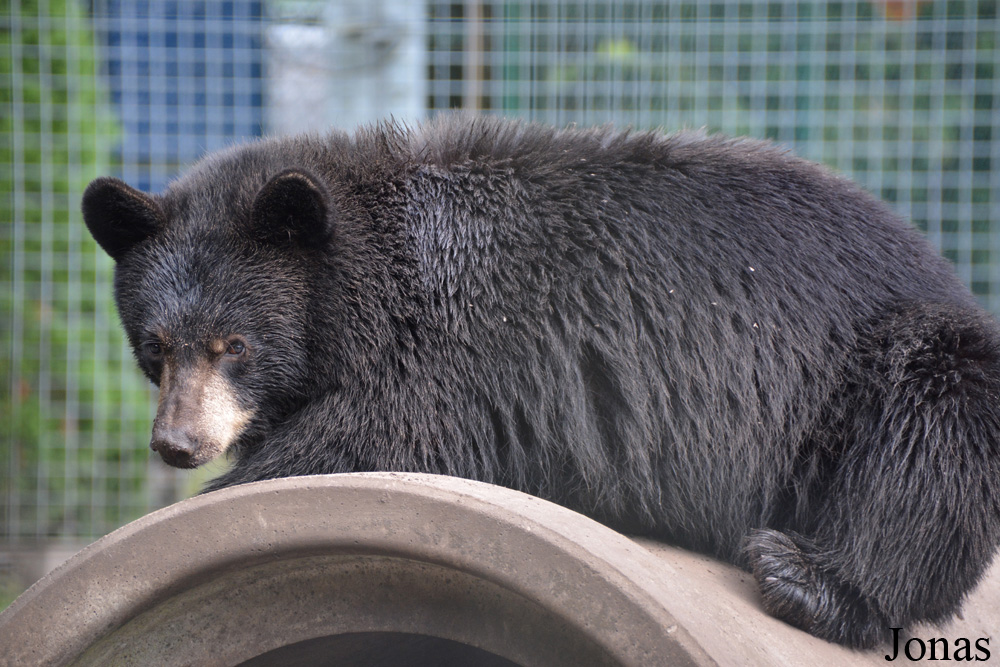 Ursus americanus