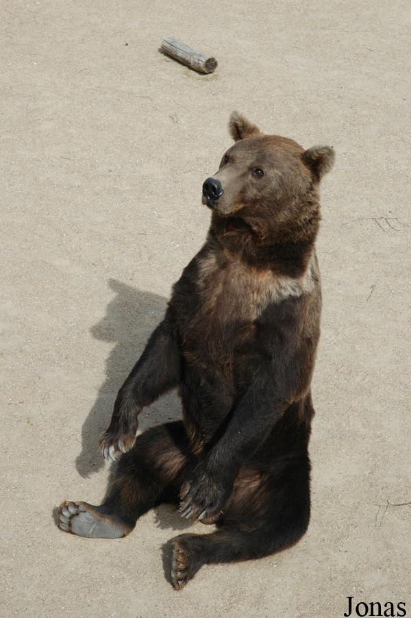 Ursus arctos