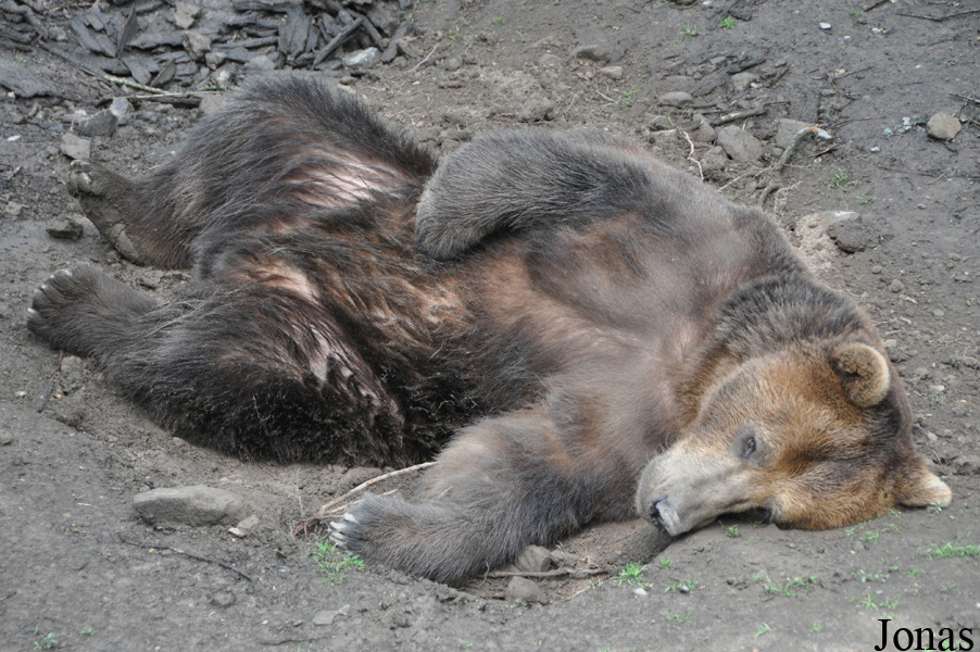 Ursus arctos