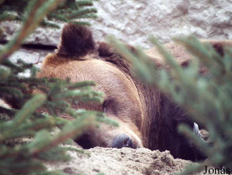 Ursus arctos