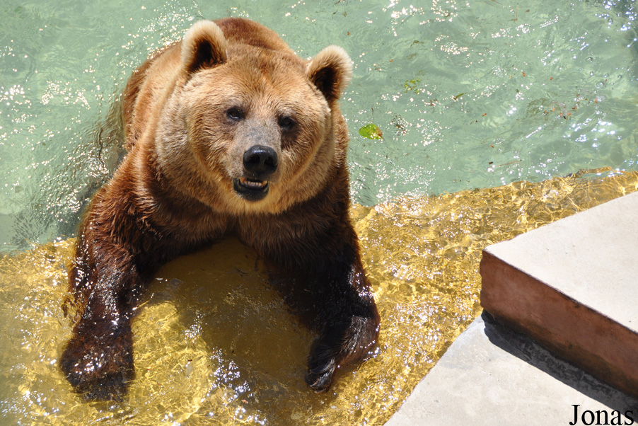 Ursus arctos