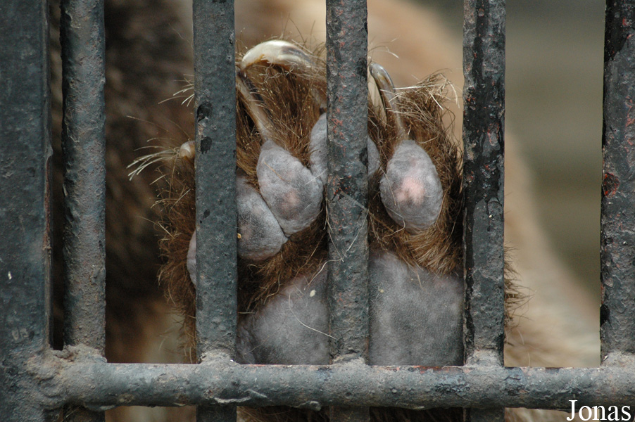 Ursus arctos