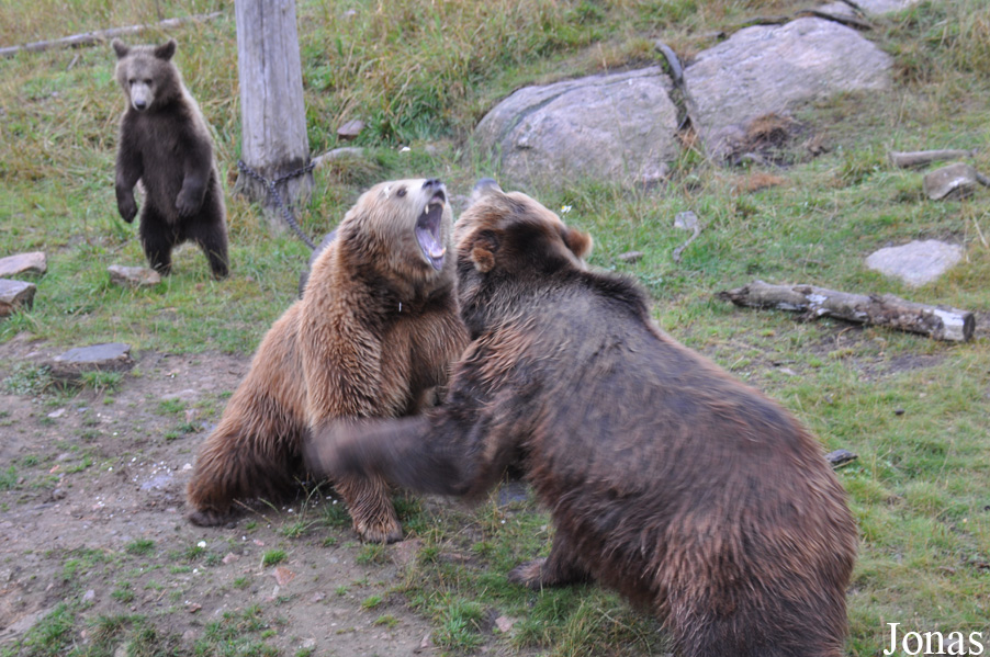 Ursus arctos arctos