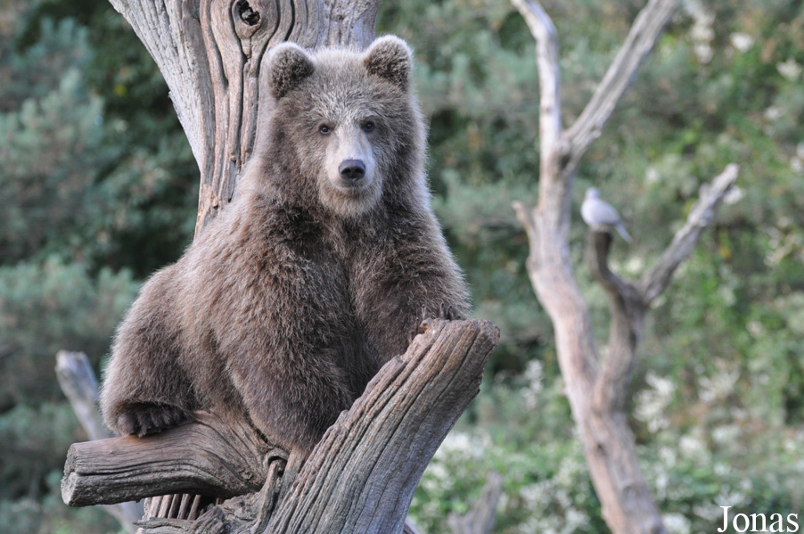 Ursus arctos arctos