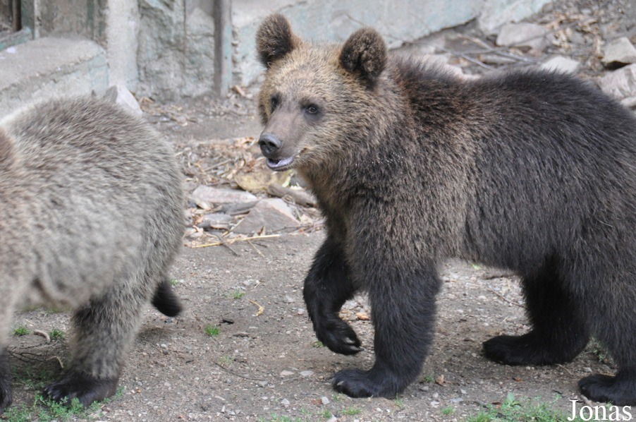 Ursus arctos arctos