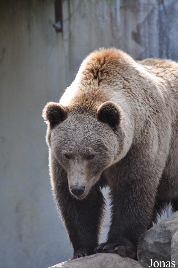 Ursus arctos arctos