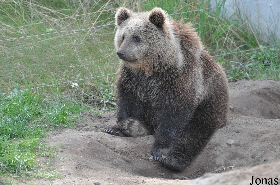 Ursus arctos arctos