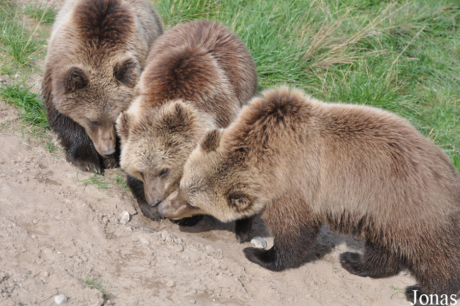 Ursus arctos arctos