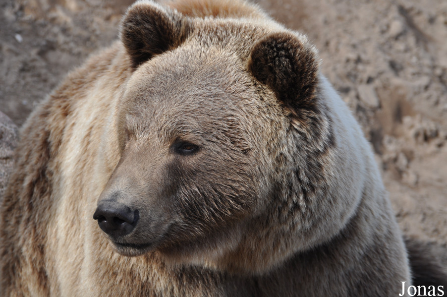 Ursus arctos arctos