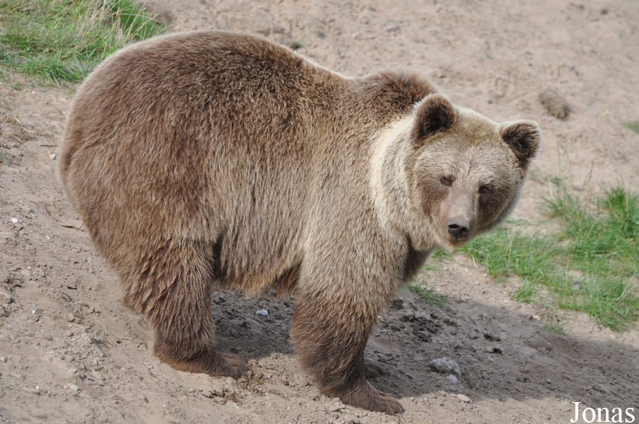 Ursus arctos arctos