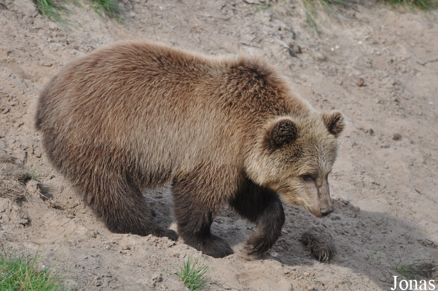 Ursus arctos arctos