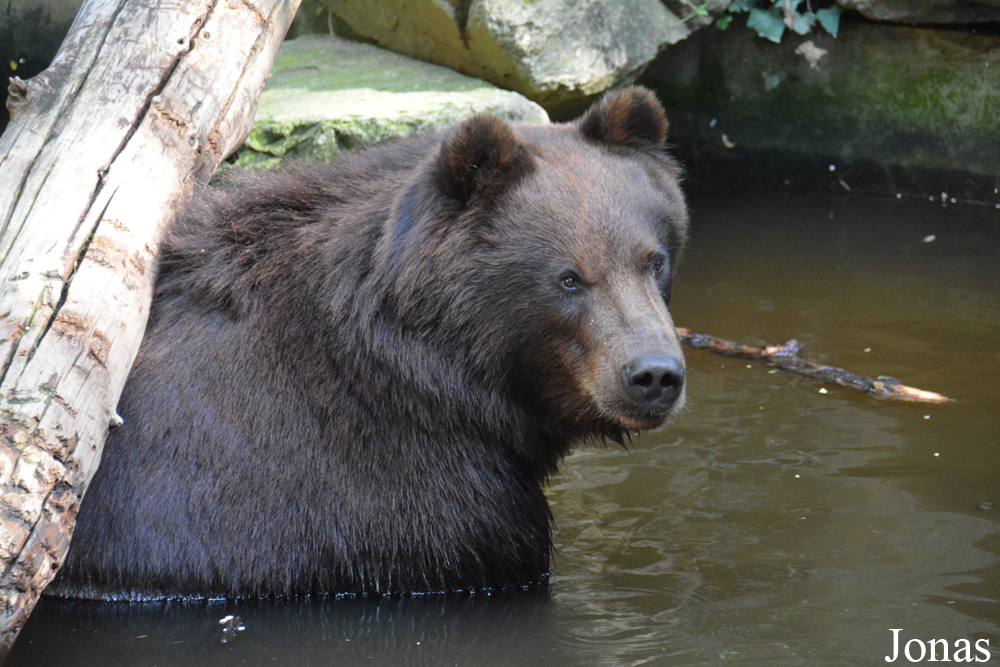 Ursus arctos beringianus