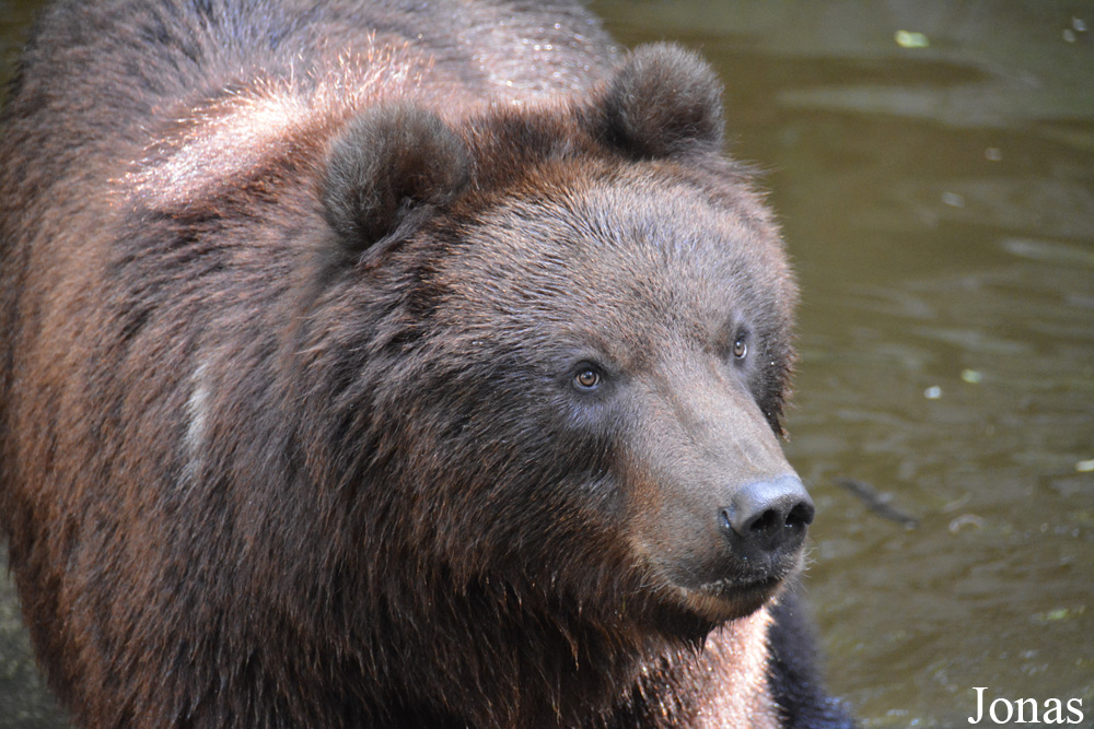 Ursus arctos beringianus